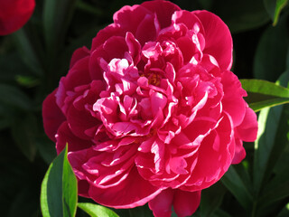 bright red pions bloom in the garden in summer