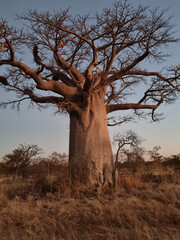 Vertical shot of a baobab tree in the savanna