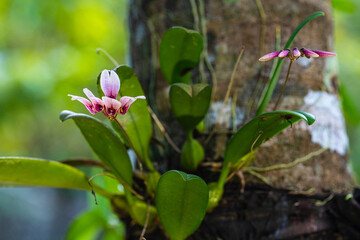Obraz na płótnie Canvas Bulbophyllum flabellum-veneris, beautiful wild orchid in rainseason in tropical forest of Thailand.