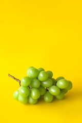 シャインマスカット　イエローバック