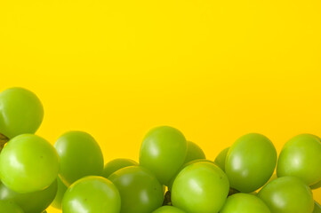 シャインマスカット　イエローバック