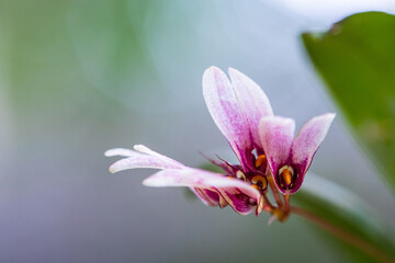 Bulbophyllum flabellum-veneris, beautiful wild orchid in rainseason in tropical forest of Thailand.