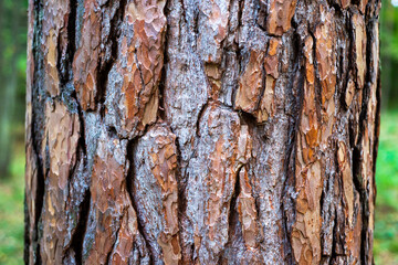 the bark of a pine tree. the pine tree. the texture of the tree bark.
