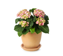 Beautiful potted hortensia plant with pink flowers isolated on white