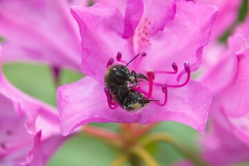 close up of pink flower