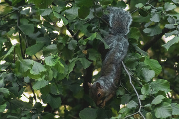 A squirrel climbing on a tree trunk. Low angle view. Day.