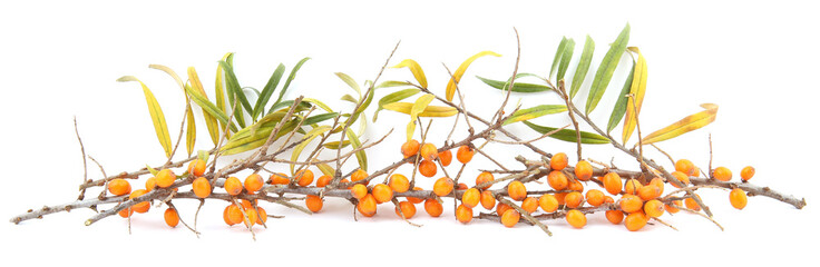Branches of sea buckthorn with berries and leaves isolated on white background.