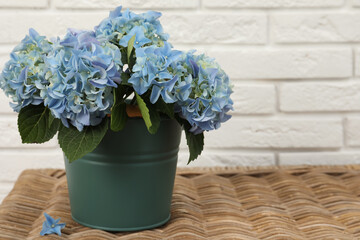 Beautiful blooming blue hortensia in bucket on wicker table indoors. Space for text
