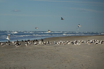 Flock of seabirds at Skagen Nordstrand near Cape Grenen, meeting point of Skagerrak and Kattegat and the northernmost point of Denmark, Skagen, Northern Jutland, Denmark
