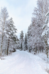 Magical winter landscape. Snow cowered trees. Winter in Finland