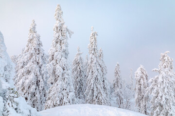 snow covered trees