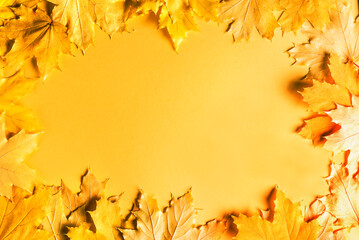 Autumn maple leaves on yellow background