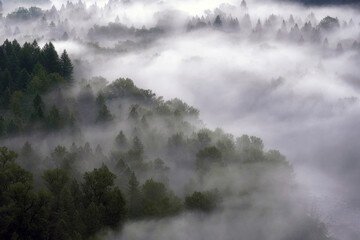Rolling Fog over Pacific Northwest Forest