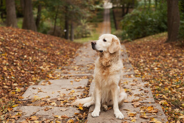 Adorable sad young golden retriever puppy dog sitting on fallen yellow leaves. Autumn in city park. 