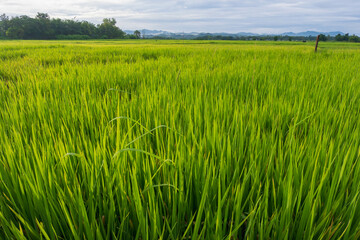 Green rice fields and a rainy sky