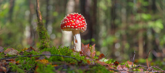 Amanita muscaria