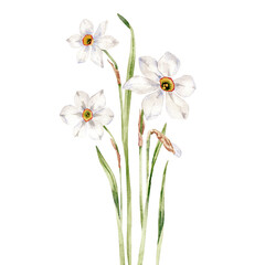 Watercolor white narcissus flowers
