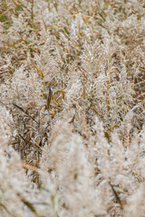 autumn grass large
