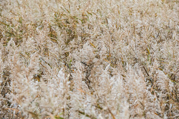 autumn grass large