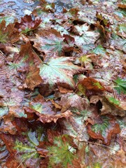 Leaf in on the floor which is cement background 