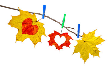 Autumn maple red and yellow last leaves with love hearts hanged by clothespins on the clothesline (rope). Isolated on white