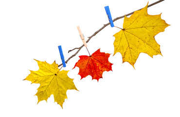 Autumn maple red and yellow last leaves hanged by clothespins on the tree branch. Isolated on white