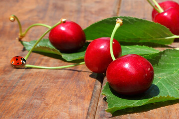 Red ladybug and ripe red cherry with green leaves on rough wooden background