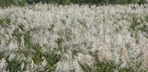 Land full of Miscanthus sinensis.  Miscanthus. Photo of plant called Miscanthus .