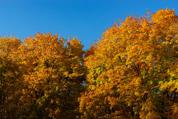 Autumn forest background. Vibrant color tree, red orange foliage in fall park. Blue sky