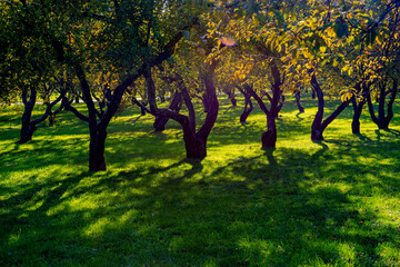 Naklejka premium Autumn city park, octomber