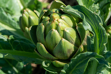 Fototapeta premium Closeup of multiple lush vibrant green waxy organic artichoke heads on plant stems. The thick pointy leaves of the raw vegetables have a thistle at the tip with a brown spike. 