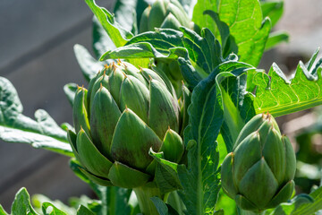 Closeup of multiple lush vibrant green waxy organic artichoke heads on plant stems. The thick pointy leaves of the raw vegetables have a thistle at the tip with a brown spike. 