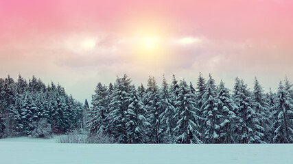 Winter landscape with white trees covered with snow .
