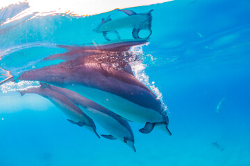 Three dolphins diving from surface in clear blue ocean water