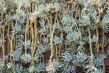 Succulent plant in Gardens by the Bay at Singapore