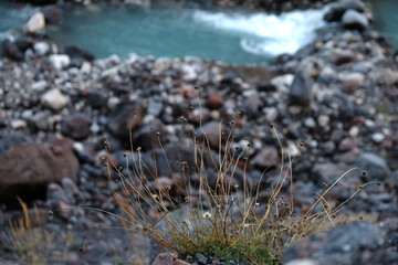 Fototapeta premium plants on the rocks