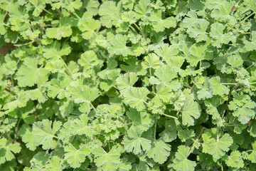 Nutmeg scented geranium herb growing in a garden