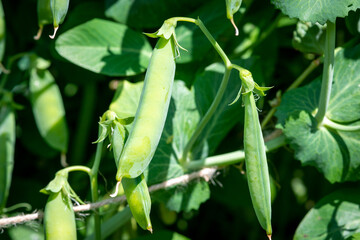 Vibrant green sweet pea pods growing on a vine on a farm. The raw organic string beans are hanging on cultivated plants surrounded by lush leaves. The cluster of vegetables is growing on shrubs.