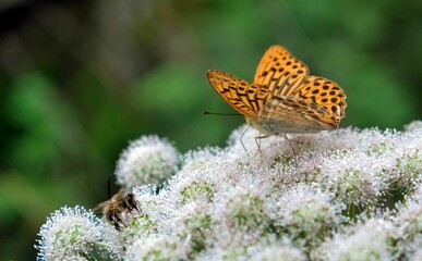 orange butterfly on white flower with green plants