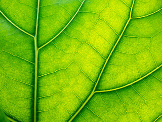 Pattern of Fiddle Fig