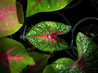 One Water Drop on The  Fancy leaved Caladium