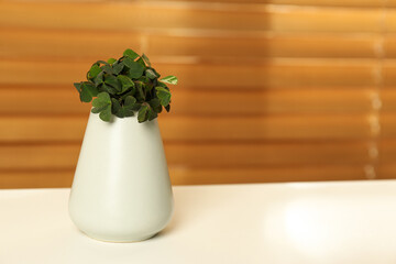 Beautiful green clover leaves in vase on white table. Space for text