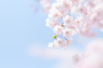 淡いピンク色の桜の花びらと水色の空 Pale pink cherry blossom petals and light blue sky
