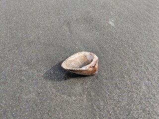 shell on the beach