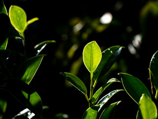 Bright Bergamot Leaves Showing