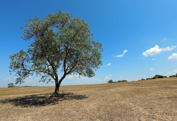 olive tree that produces olives for an excellent olive oil In the arid sunny countryside during a period of drought