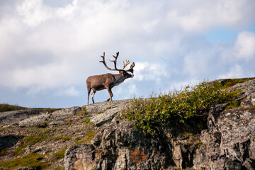 Rentierbock am Porsangerfjord