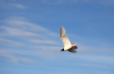 Black-headed gull of the croicocephalus ridibundus species flying high in the sky