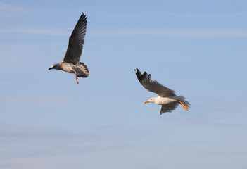 Two seagulls chasing each other to get there first to collect the fish