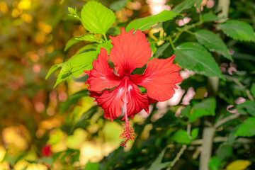 A beautiful flower of red hibiscus blooming in the garden spring with creative summer light effect background of nature